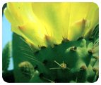 prickly pear flower powder
