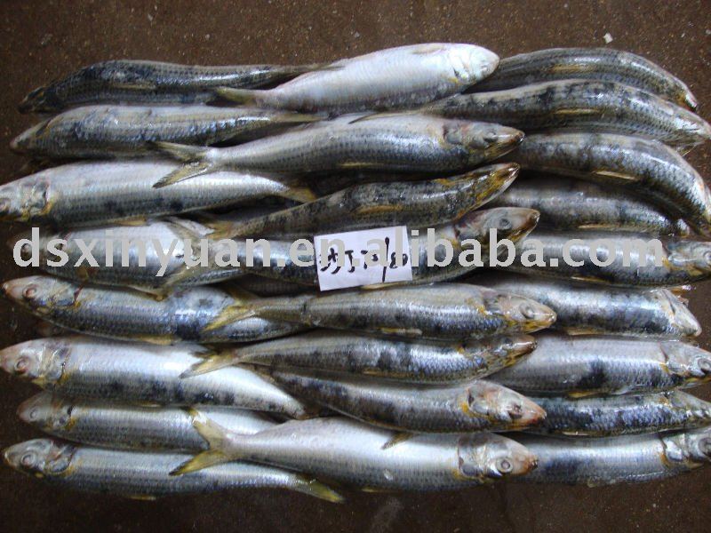 Frozen Whole Sardine