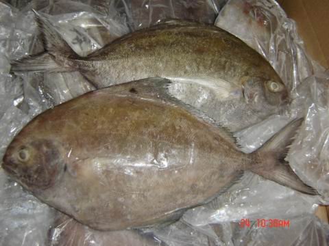 Frozen Black Pomfret