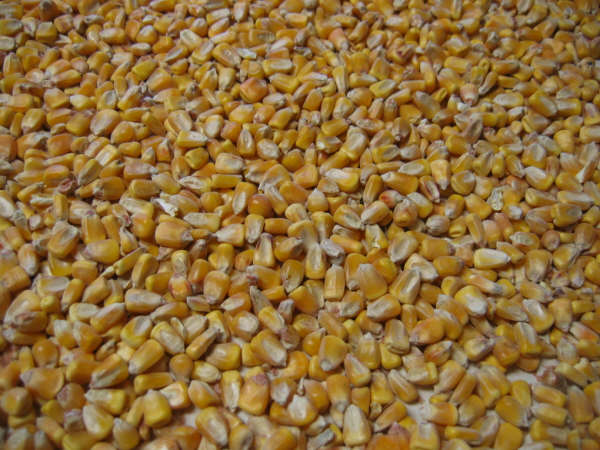 YELLOW CORN  FROM   India .