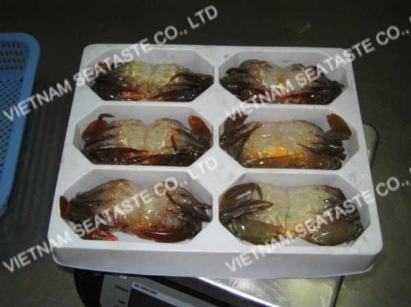 SOFT SHELL CRAB ( Scylla serrata )