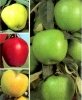 Fruit juice concentrate