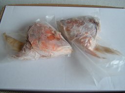 Golden  Snapper   Fish  Head