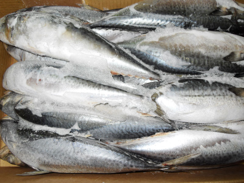 Frozen w/r mackerel,Korea price supplier - 21food