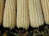 DRIED WHITE CORN AVAILABLE