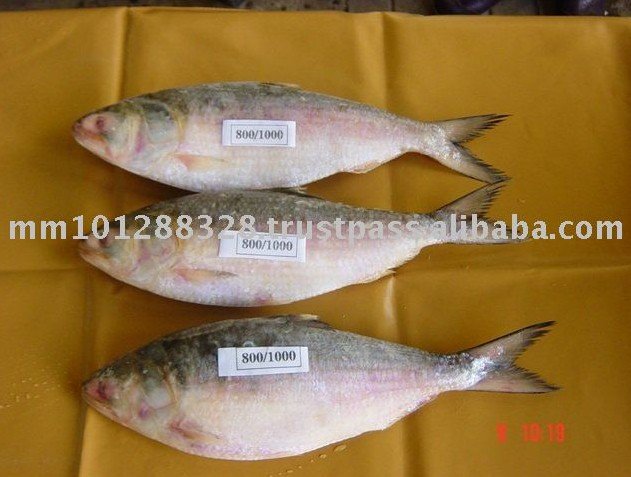 A Frozen Fish Of Hilsa