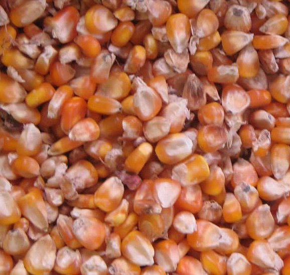 corn feed mill