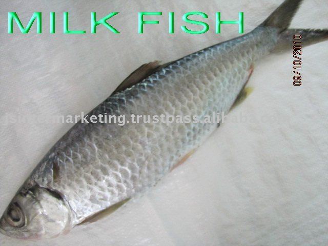 Milkfish Thailand Super Sea Price Supplier 21food