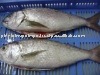 WHITE SNAPPER FISH