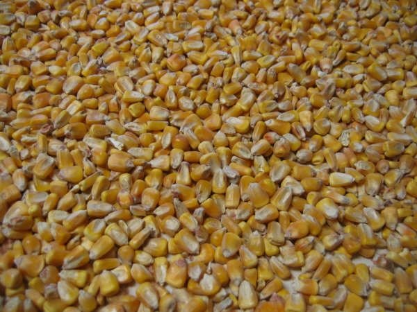 YELLOW / WHITE CORN OF INDIAN / U.S.A ORIGION.