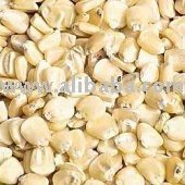  White   Maize   Corn  (None Gmo  White   Maize   Corn  For Human Consumption)