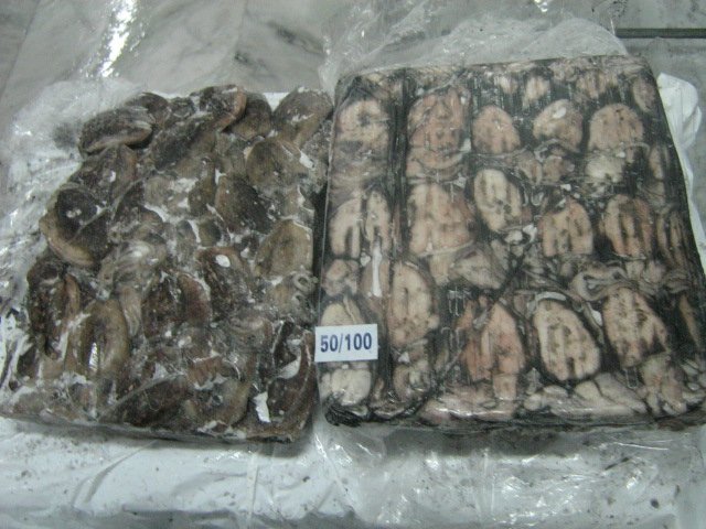Frozen Cuttle Fishes