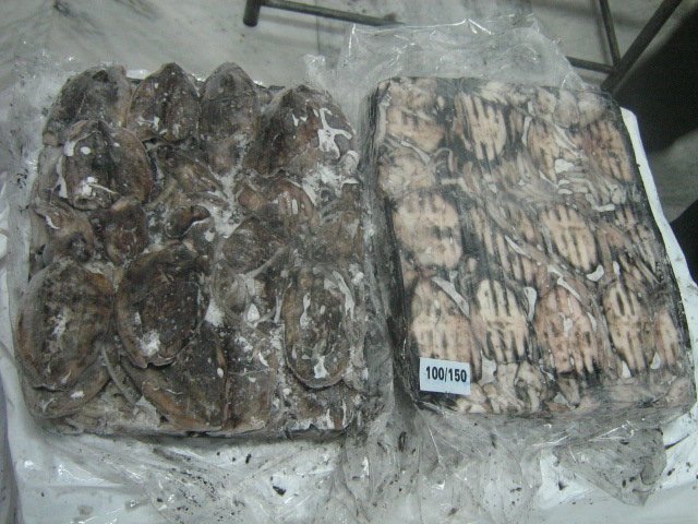 Frozen Cuttle Fish