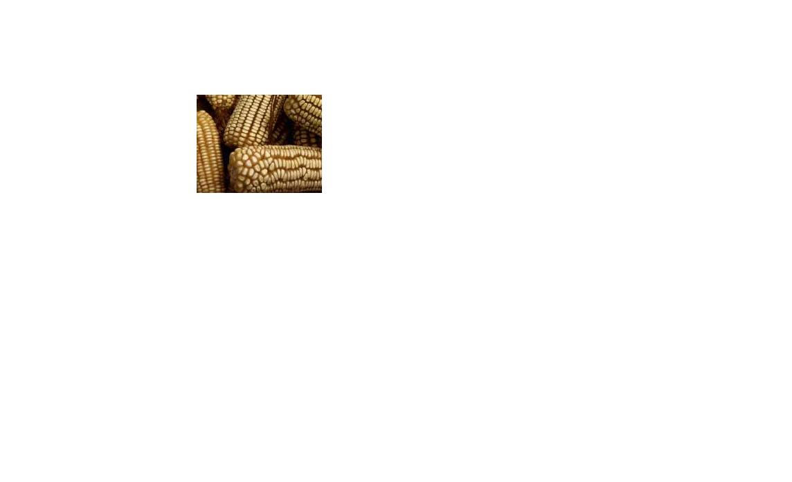GMO FREE  WHITE  ( MAIZE )  CORN 