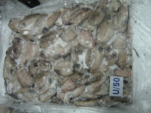 Frozen sea Cuttle Fish