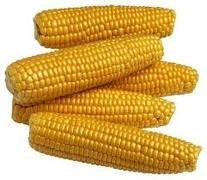 yellow corn available now for sale