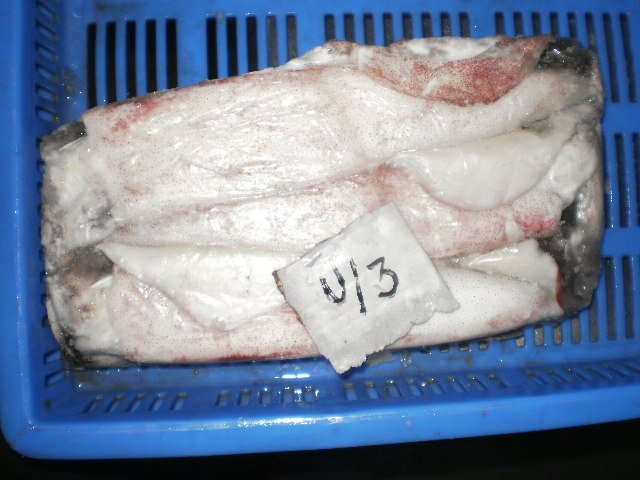  Fresh   Frozen   Squid  Whiole