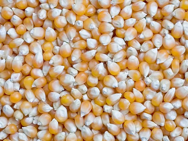  Indian   Maize - Yellow   Corn 