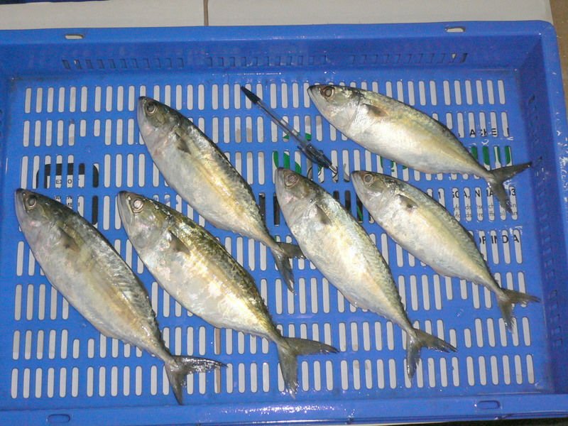 Indian Mackerel