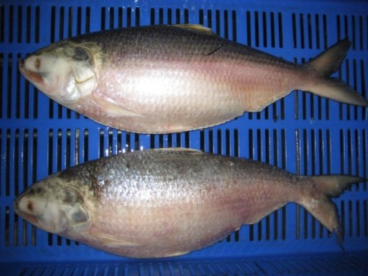  Frozen   Hilsa   Fish  Whole Round