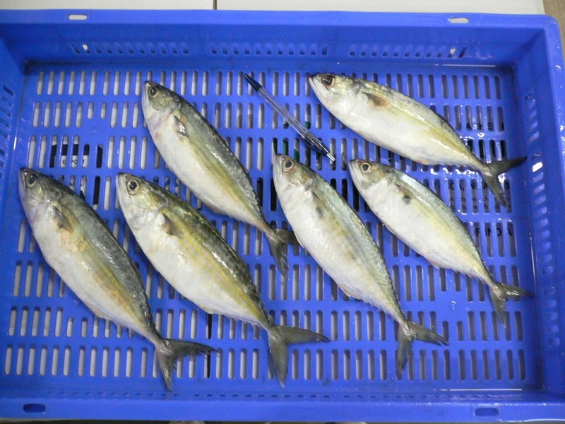 Frozen Indian Mackerel Whole Round