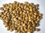 Bitter apricot kernels