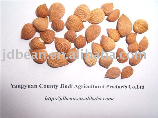 ALIBABA USED EXCLUSIVELY COMMONbitter apricot kernels(GF3)