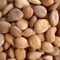 dried Apricot kernel