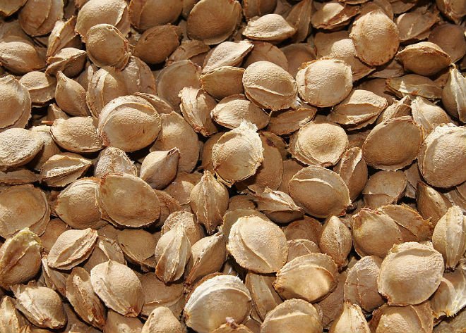 Quality Apricot Kernels , Bitter / Sweet
