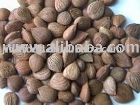 Apricot Kernel