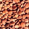 Apricot Kernels