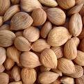 Apricot kernels