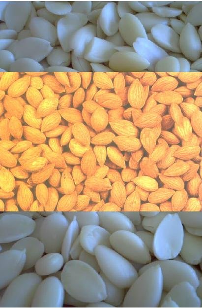 Apricot Kernel, Almond, Nuts