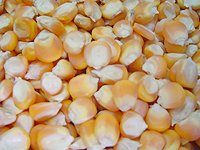  feed   grade   maize 