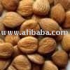 APRICOT KERNEL