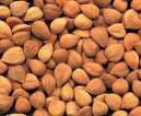 apricot kernel
