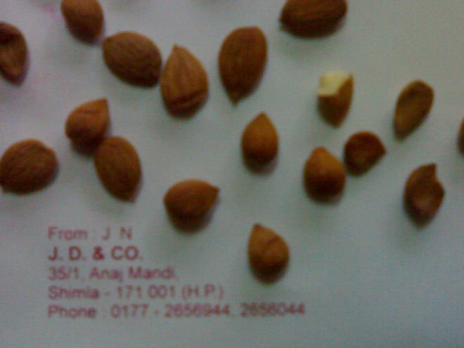 apricot (Prunus armeniaca)-- bitter and sweet
