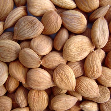 Chinese Apricot Kernels