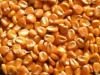 DRIED YELLOW CORN AVAILABLE