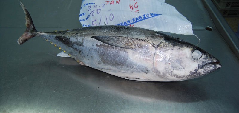 Yellowfin Tuna Whole Round