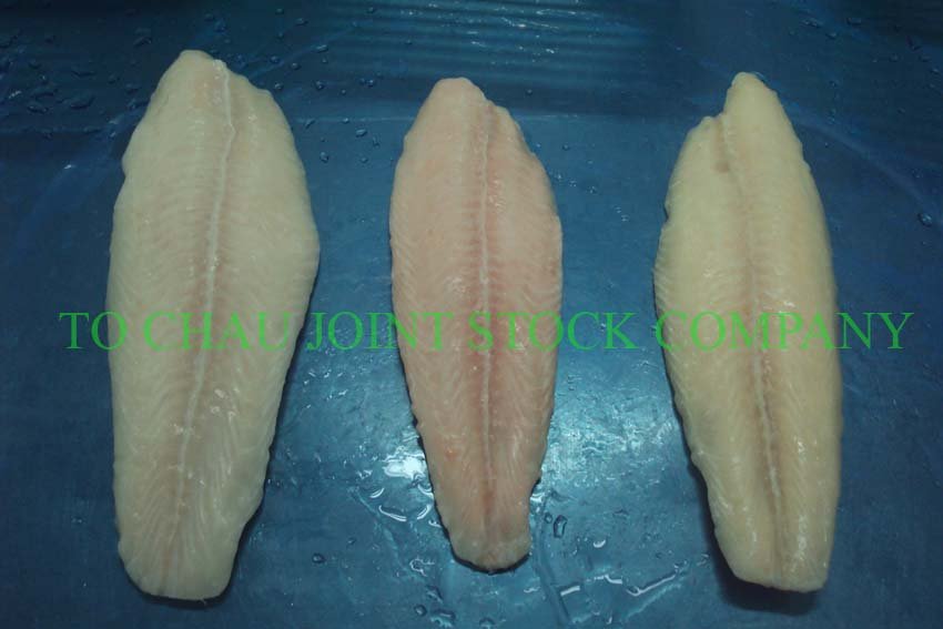 pangasius fish