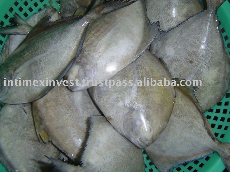  FROZEN   BLACK   POMFRET   FISH 