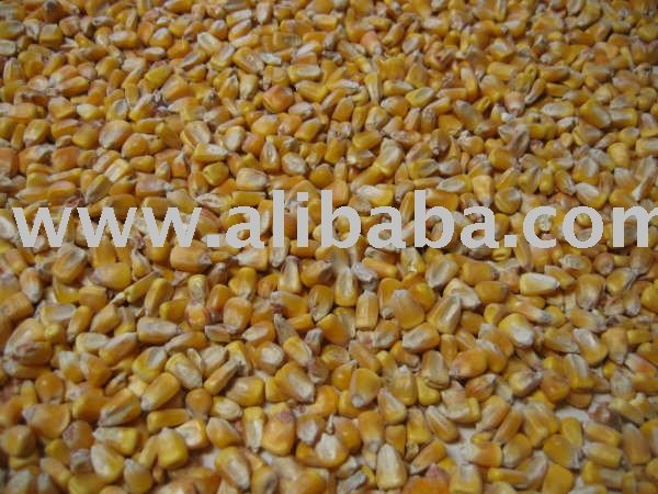 Yellow Corn Grade-2 From India.