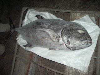 Frozen Giant Trevally