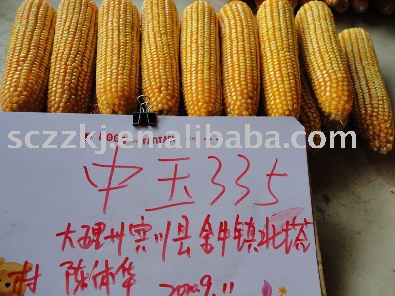 corn  seed