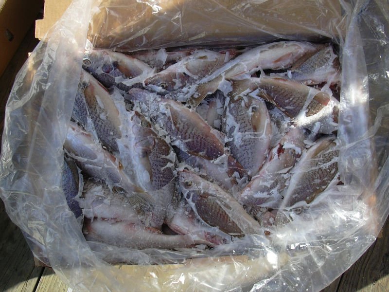 Yellow Croaker (micropogonias undulatus) WR