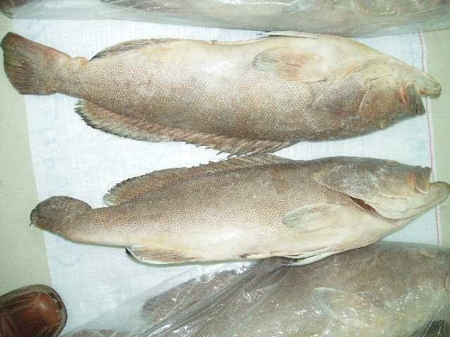 Frozen Spotted & White Groupers,Yemen price supplier - 21food