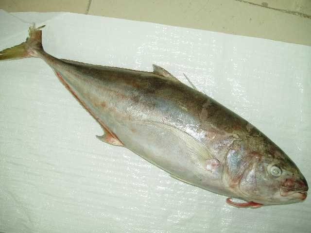  Frozen  Bludger  Trevally  Whole Round