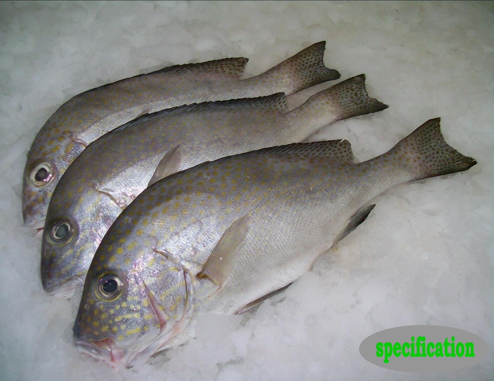 SWEETLIP(Diagramma Labiosum)