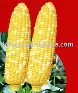 Early varieties corn seed